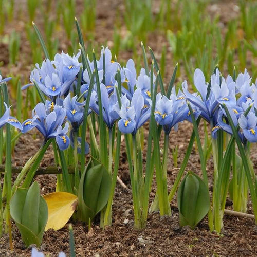 Låga irisar (reticulata) för tidig vår i kruka och stenparti
